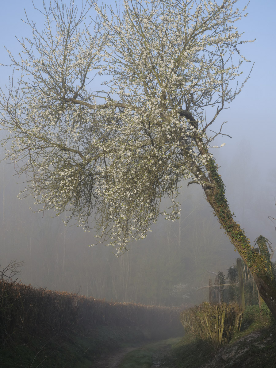 arbre brume