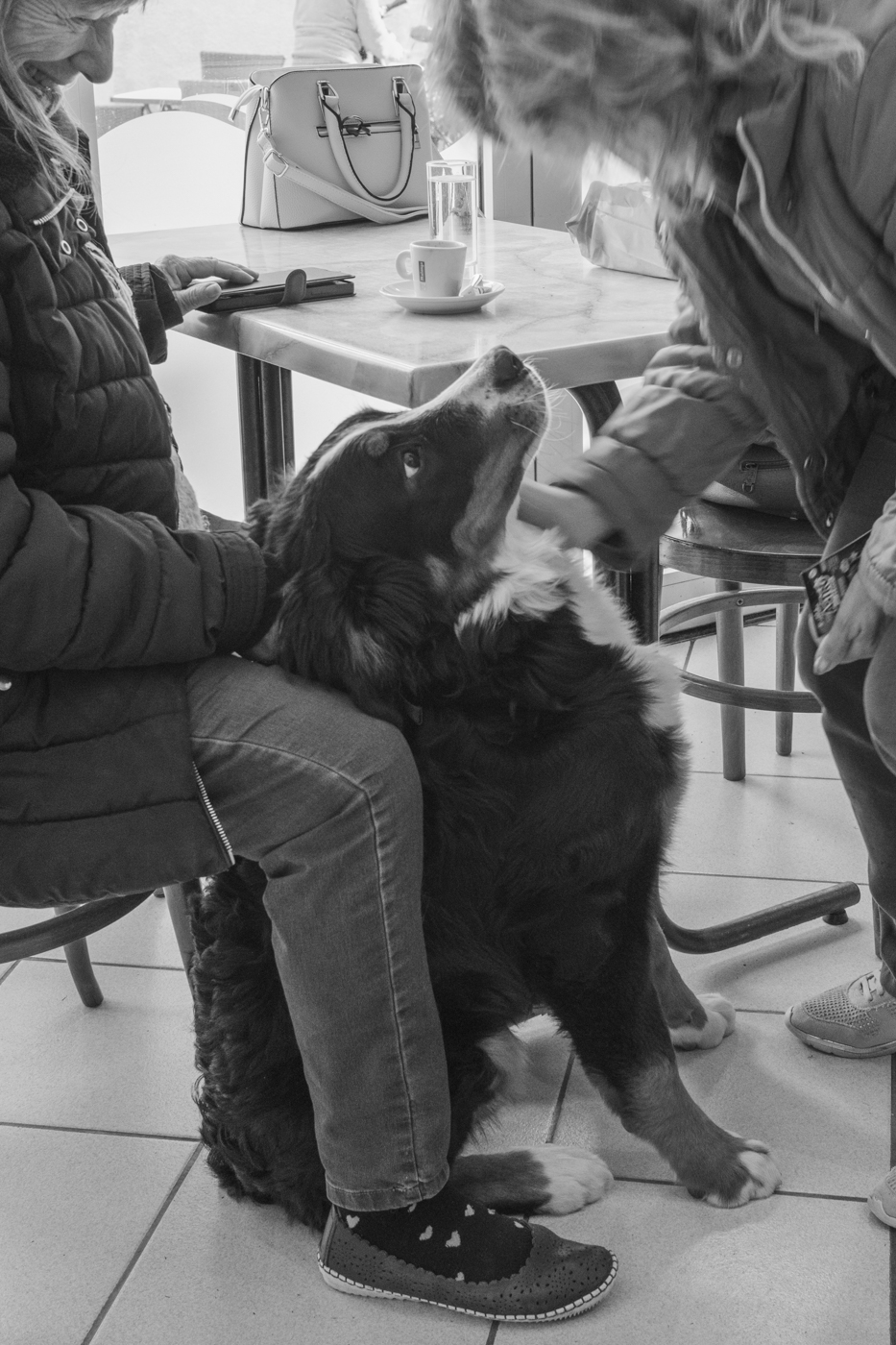 les animaux sont les biens venus